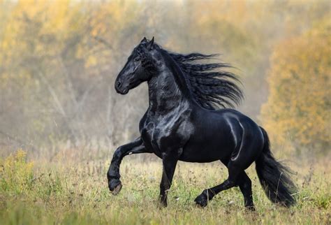 cavalo mais caro do mundo - dia do orgulho